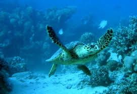 caretta3